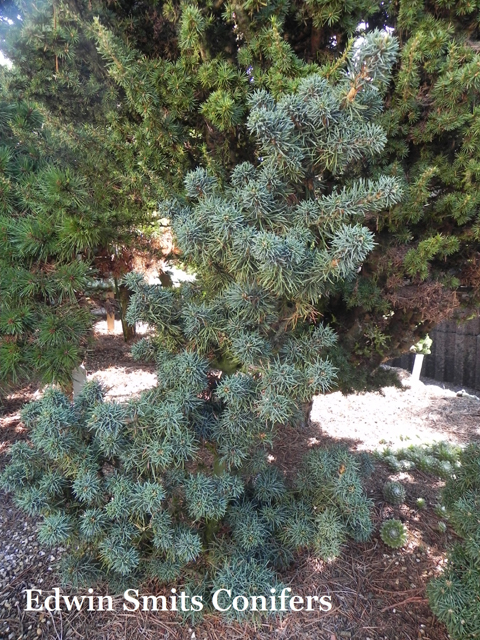 Pinus parviflora 'Richard Lee'